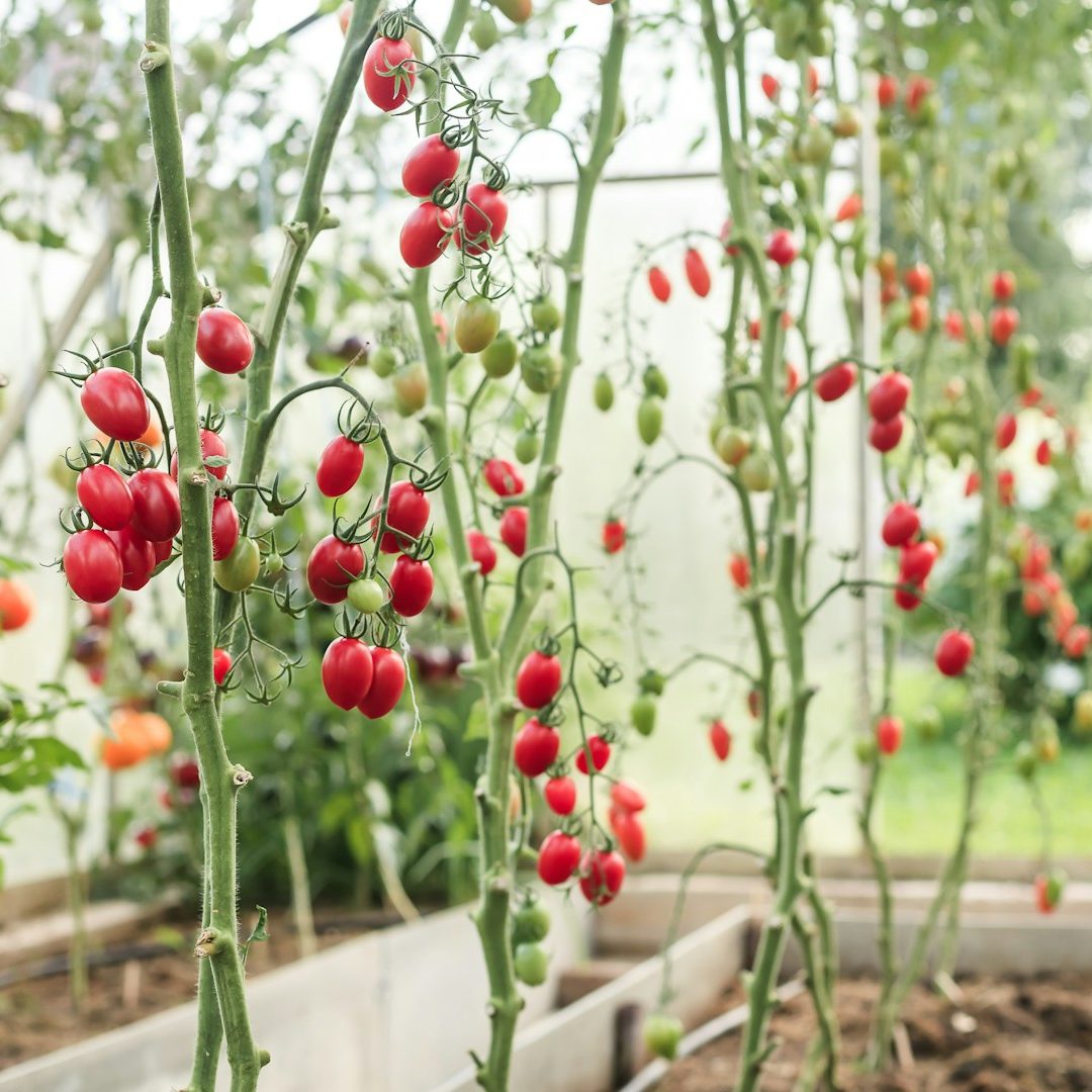 Hochbeet mit Tomaten hochbeet-mit-tomaten